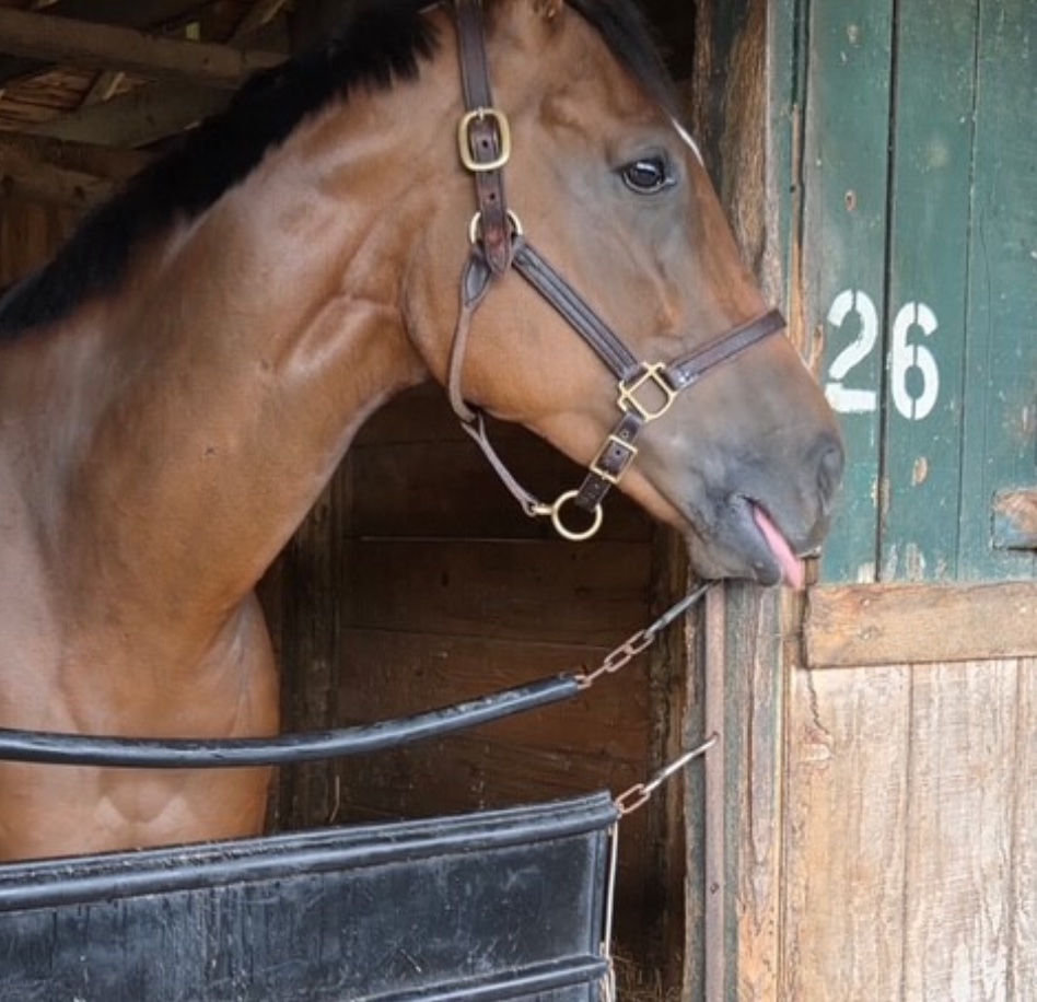 MJM_Stable's tweet image. Ritabook wrapped up her excellent summer with another hard fought second @DelParkRacing under a solid ride from Jose Batista. Tremendous job all summer by @carrasco_racing with this super consistent mare. We will get the win next time!