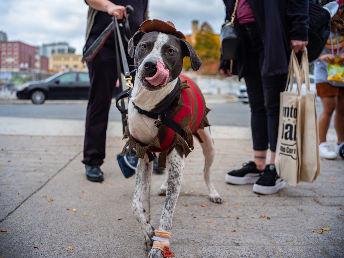 AlbanyBID's tweet image. 🐾 Join us for Hounds of Halloween on Sat, Oct. 18! A paws-itively great time awaits — with a portion of proceeds benefiting @mohawkhumane 🐶

👻 Costume Contest
🐕 Puppy Parade
🎃 Trick-or-Treating
🍸 Yappy Hour

Register 👉 bit.ly/3VZfIhn