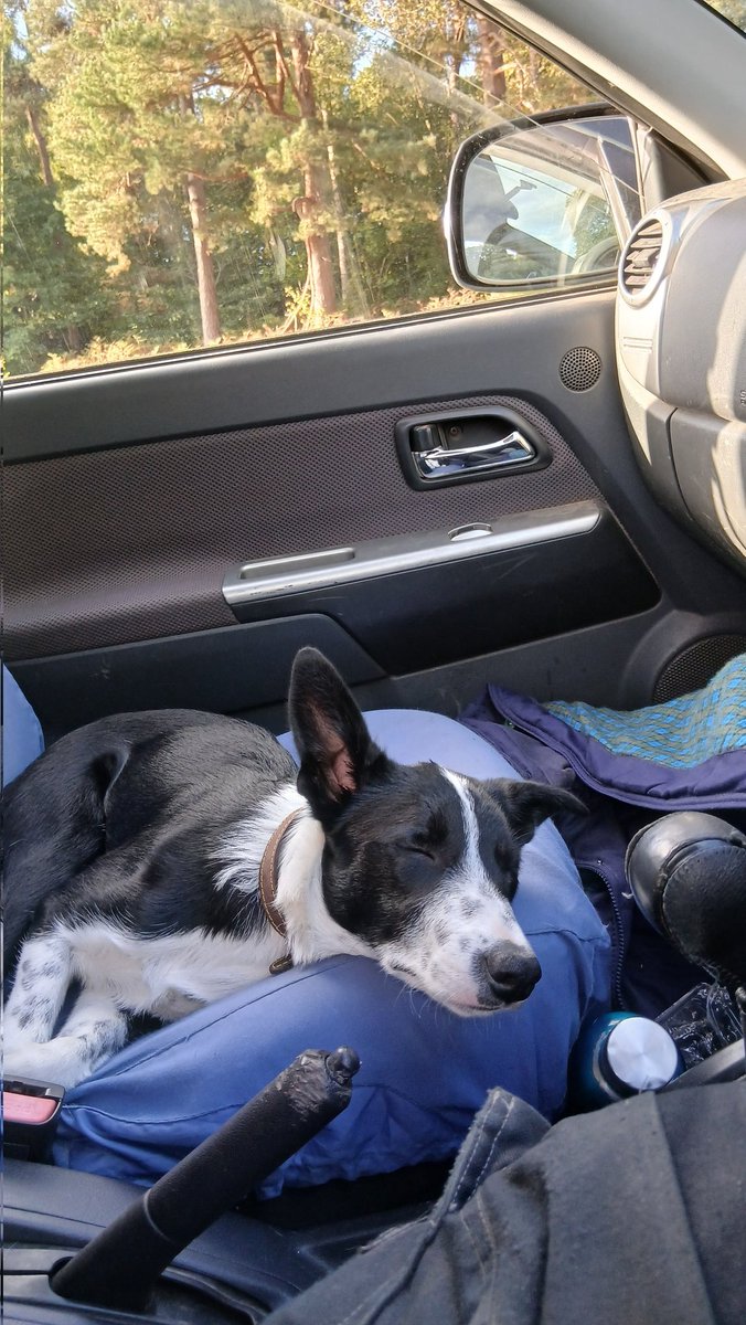 We had a little road trip to Warrington and back today, she spent most of the time asleep on the front passenger seat.