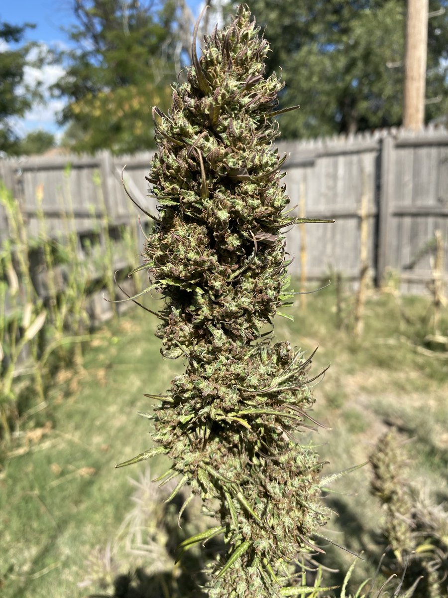 Ripe for the pickin’!