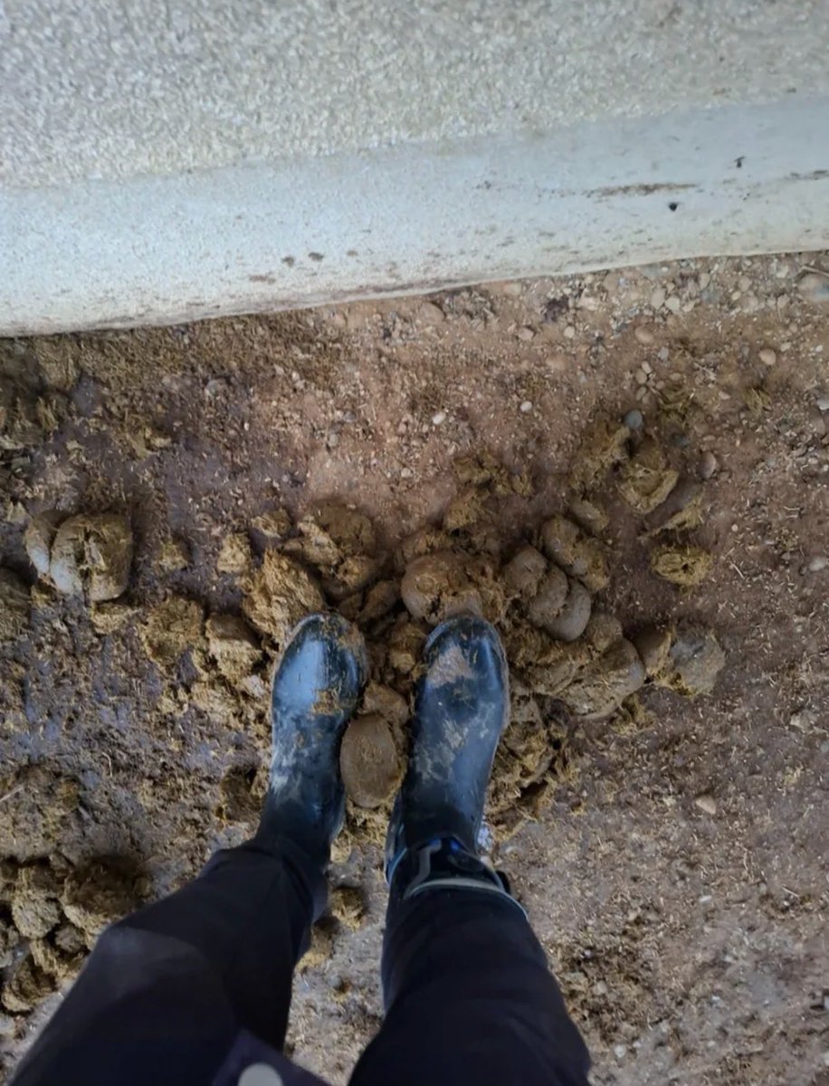 Princess Tina will offenbar, dass sich meine Zunge durch eine dicke Schicht Pferdescheiße graben muss. Sie ist wirklich grausam und skrupellos - sie will dann unbedingt das Video sehen.