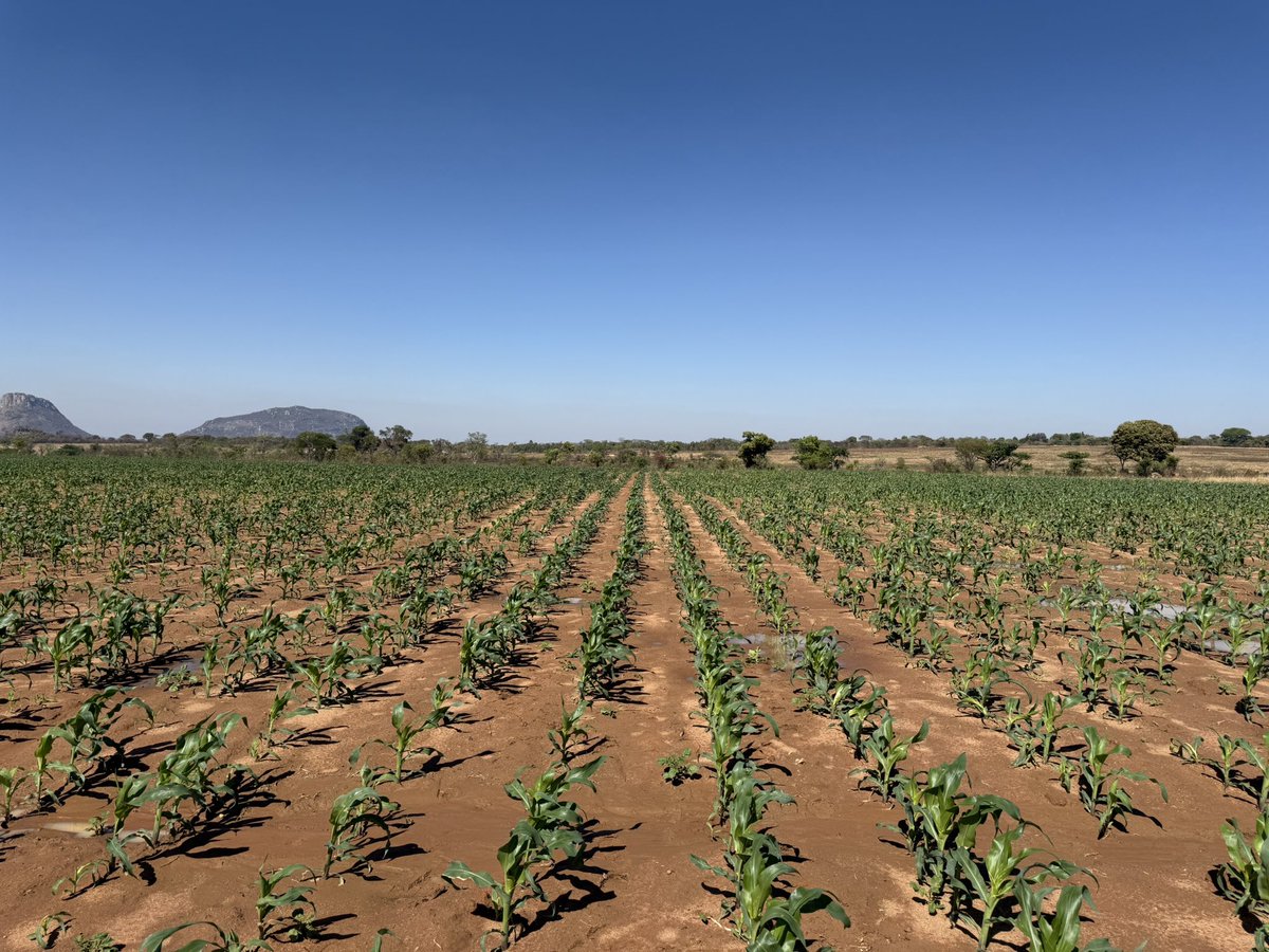 Dior Pote tweet media