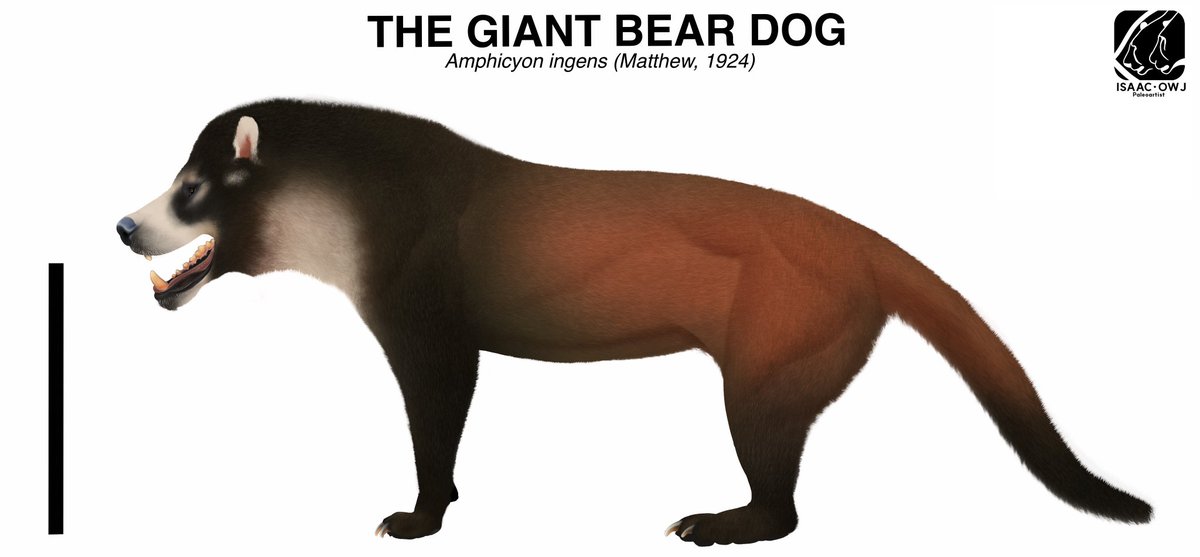 The Giant Bear Dog. (1/9)