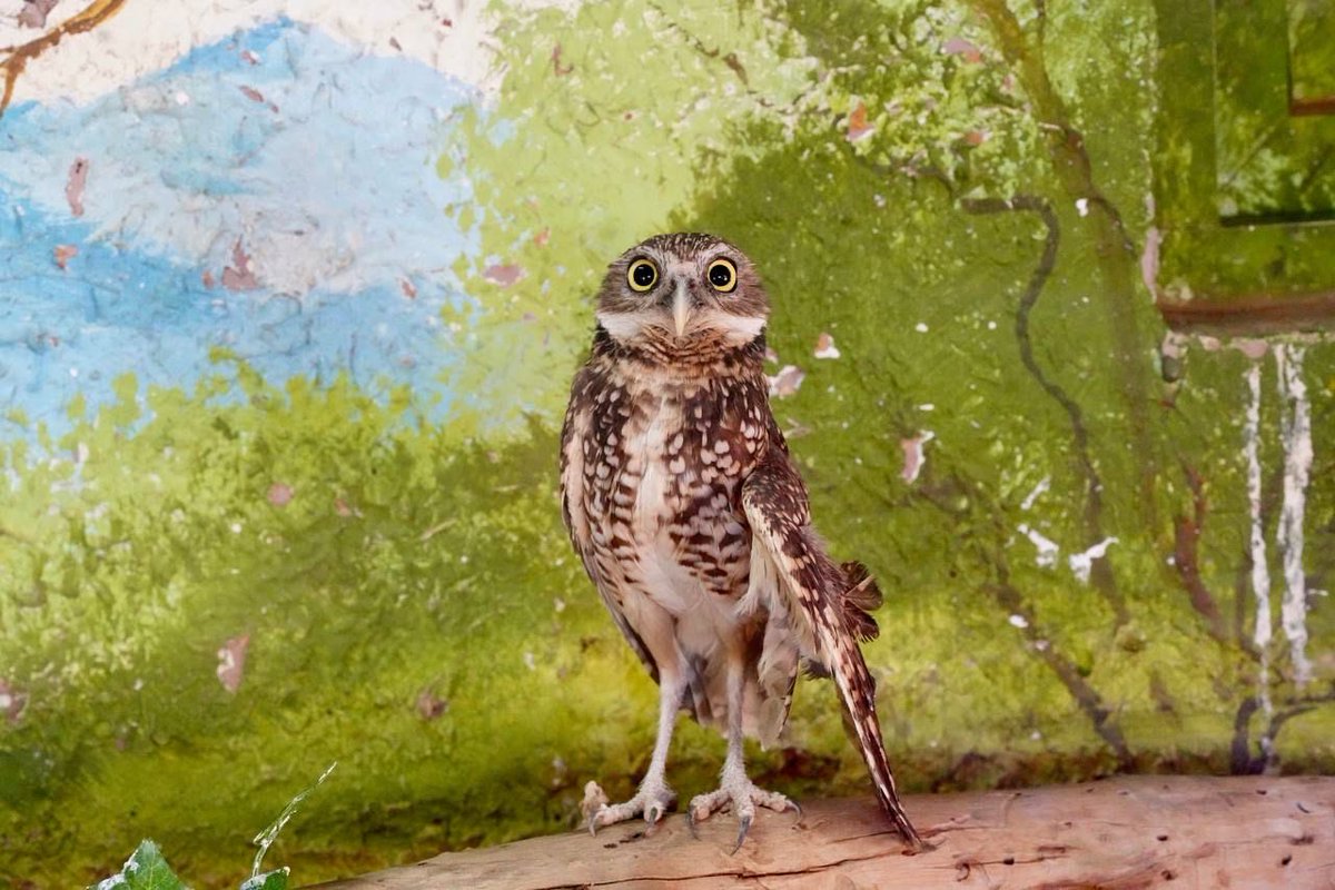 Remodelamos el Centro Ecológico de Sonora, que vuelve a brillar y recibe a cientos de familias que disfrutan de sus espacios.

Aquí promovemos la conservación de distintas especies, fomentamos el cuidado del medio ambiente y construimos espacios públicos dignos para todas y todos