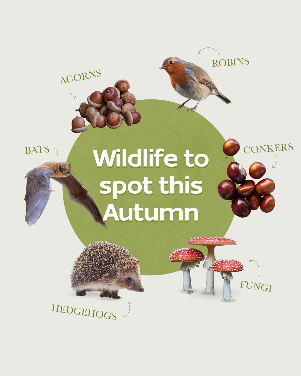 Wildlife spotting in October 🍂🦔

Autumn is the perfect season to slow down, wrap up warm, and head outside for a wildlife walk with family or friends. From birds arriving for winter, to hedgehogs preparing to hibernate, there’s so much to discover when we take the time to look.
