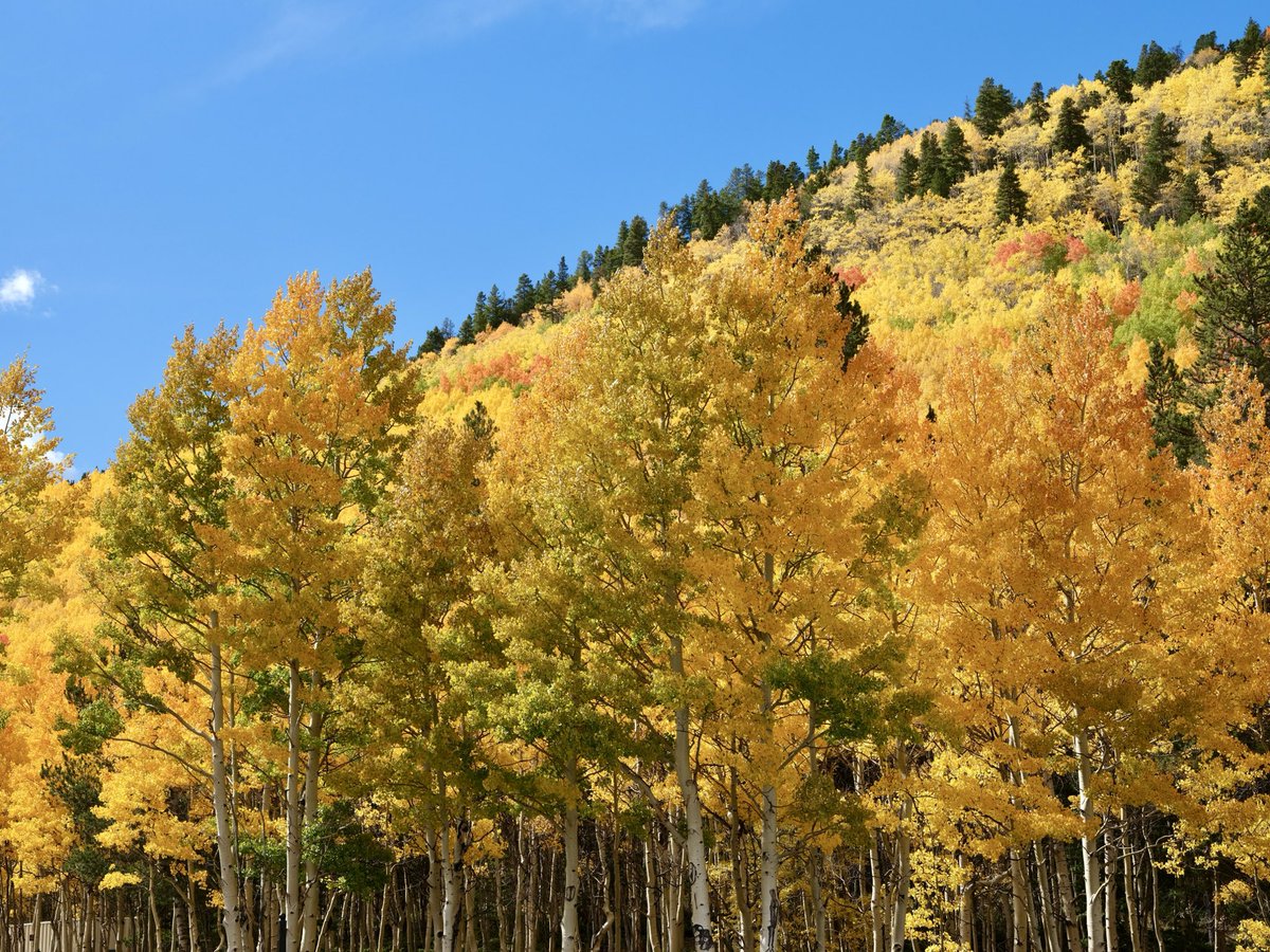 davidwattsjr's tweet image. Colorado Fall Colors