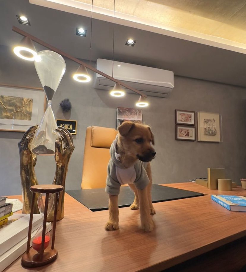 MaryjoRigglccn's tweet image. Milo the dog