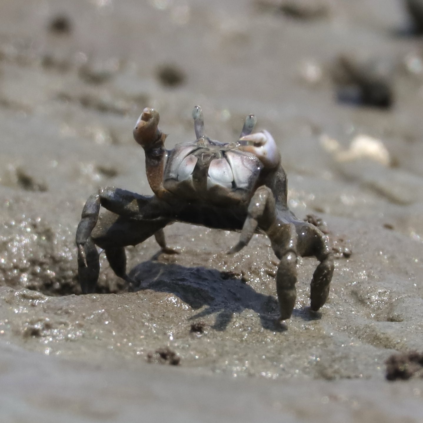 新品 匿名 spindleshanks crab カニ hqdefault.jpg?v=654eb936