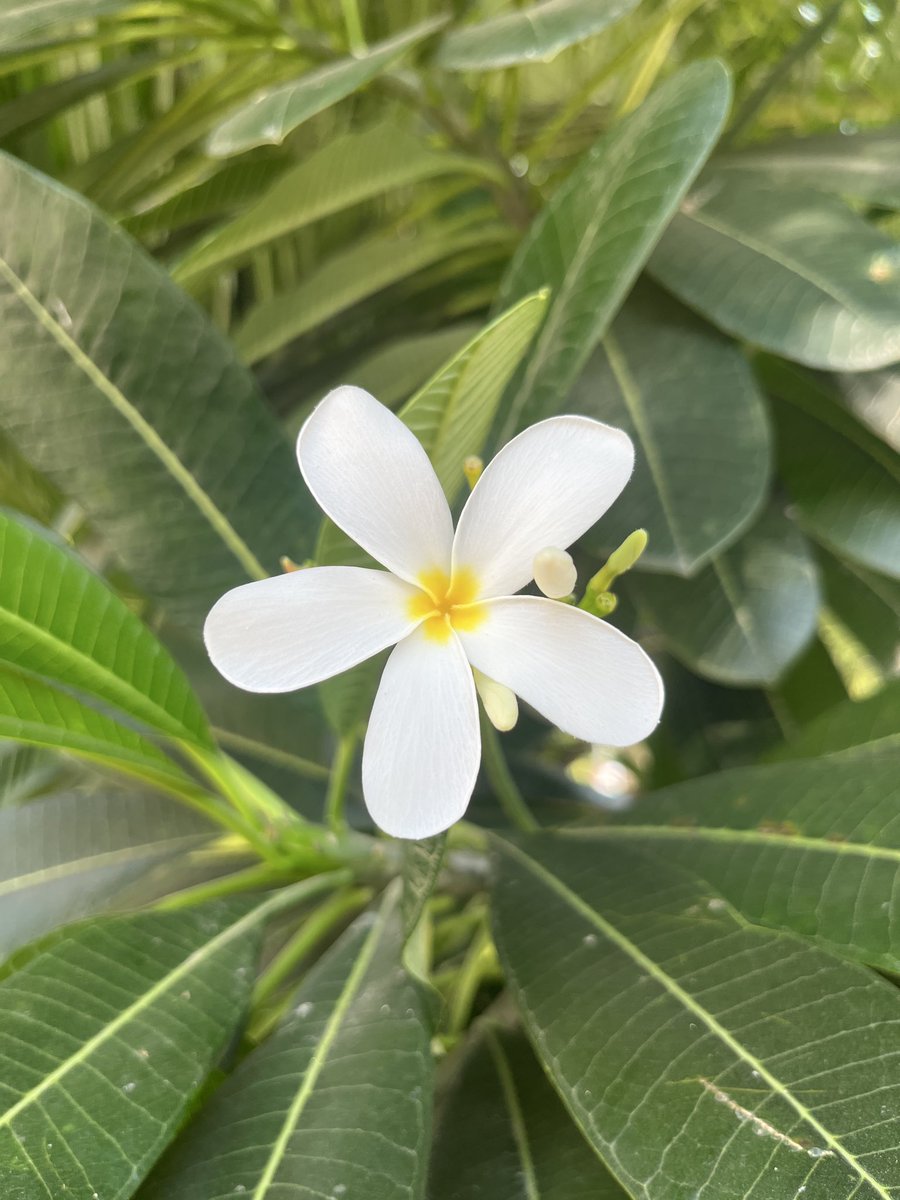 kanha_captures's tweet image. Bright yet gentle, the Plumeria’s soft #white petals and #yellow center #mirror #sunlight in its purest form. A #flower that symbolizes #hope, #purity, and #balance.

#Plumeria