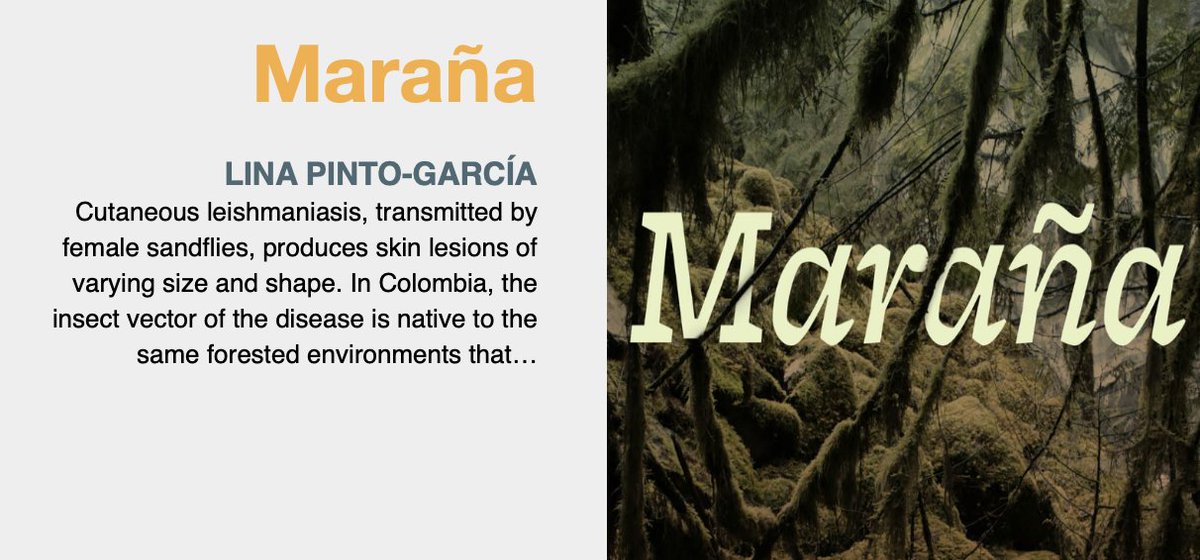 Maraña: War and Disease in the Jungles of Colombia: "Among those who have heard about leishmaniasis in Colombia, this disease—like no other—is often stigmatized as “the guerrilla disease” or “the subversive disease”. —Lina Pinto-García literalmagazine.com/marana-war-and…