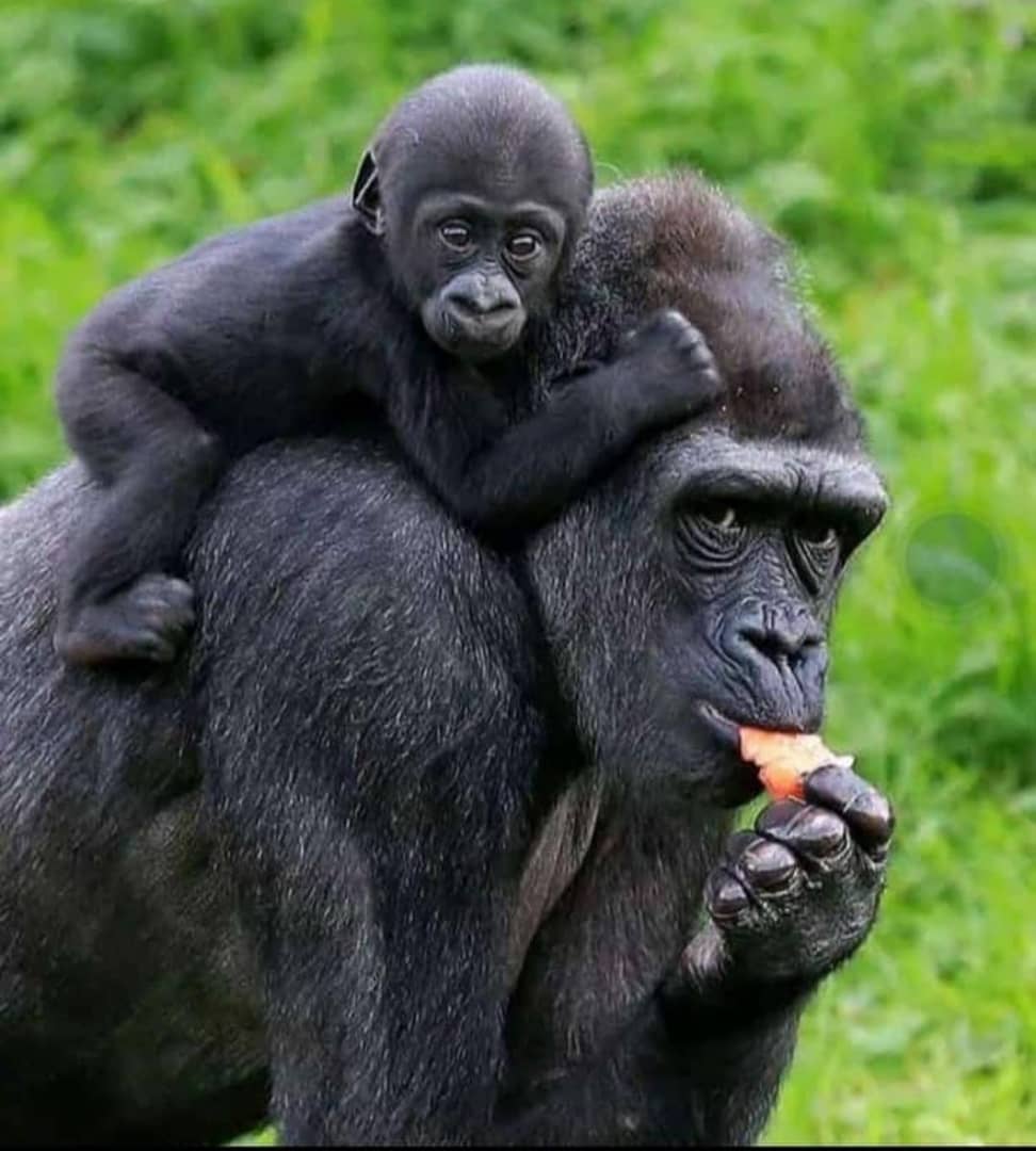 Happy independence day Uganda🇺🇬