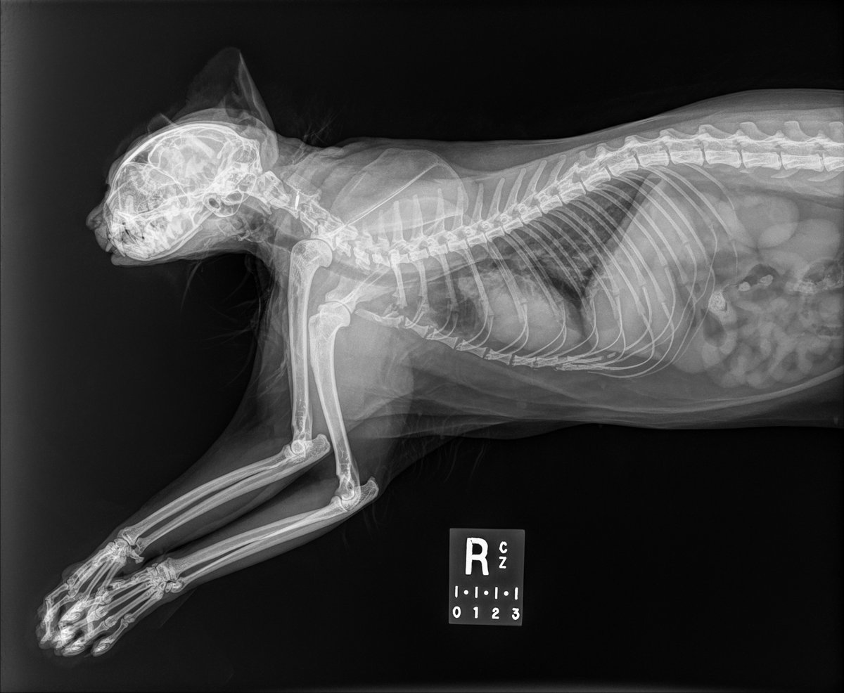 calgaryzoo's tweet photo. Boo! 👻 It’s time for #BootifulBones! 🎉
Can you tell what animal is pictured in this X-ray? 🩻
Comment your best guess and be sure to check the comments and our Instagram stories for the answer at 3 p.m. today! 🦴
#YourZooYYC https://t.co/2YuosYBD10