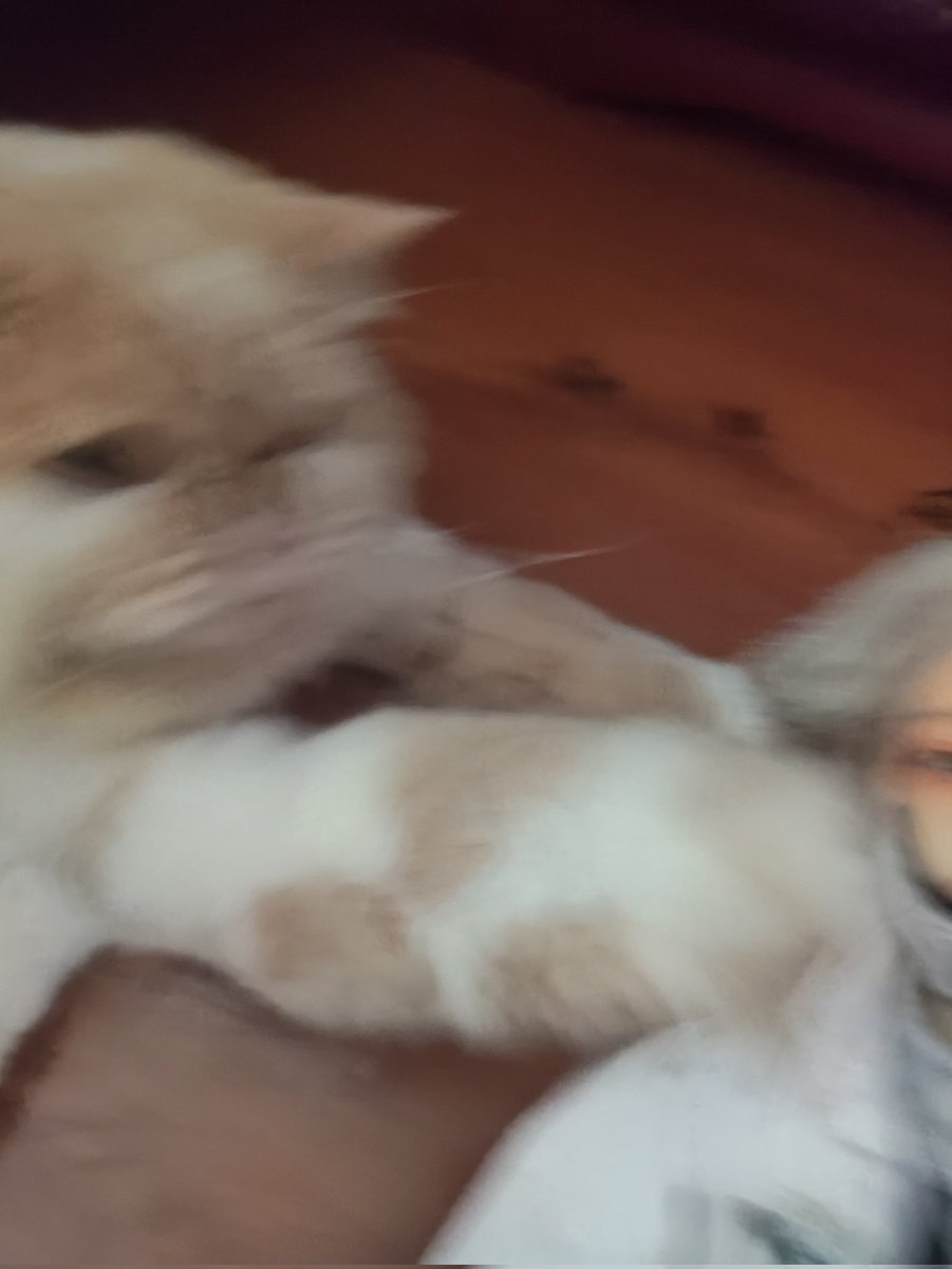 masamurasamurai's tweet image. #embalmer #aesop #aesopcarl   #identityv  #アイデンティティv #第五人格  #survivor  #Gatto #cat

I guess.... My cat jealous my BJD Aesop that he get gatto costume...