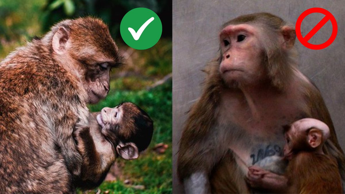 PETA_France's tweet image. Les animaux ne nous appartiennent pas et nous n’avons pas à les utiliser pour nos expérimentations. 

PARTAGEZ si vous êtes d&apos;accord.