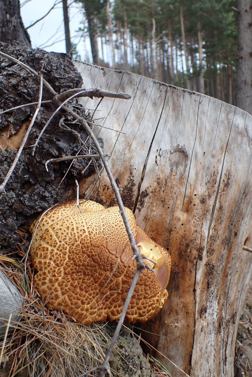 bscgscotland's tweet image. #fungi  #photos
Can anybody offer a name for this fungus please? (noticed on #deadwood  apparently of a Spruce (#Picea sitchensis) stump. ( In a sunny spot in  Strathspey a few days ago #CairngorrmsFungus