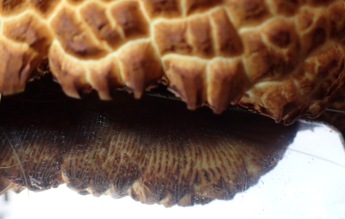 bscgscotland's tweet image. #fungi  #photos
Can anybody offer a name for this fungus please? (noticed on #deadwood  apparently of a Spruce (#Picea sitchensis) stump. ( In a sunny spot in  Strathspey a few days ago #CairngorrmsFungus