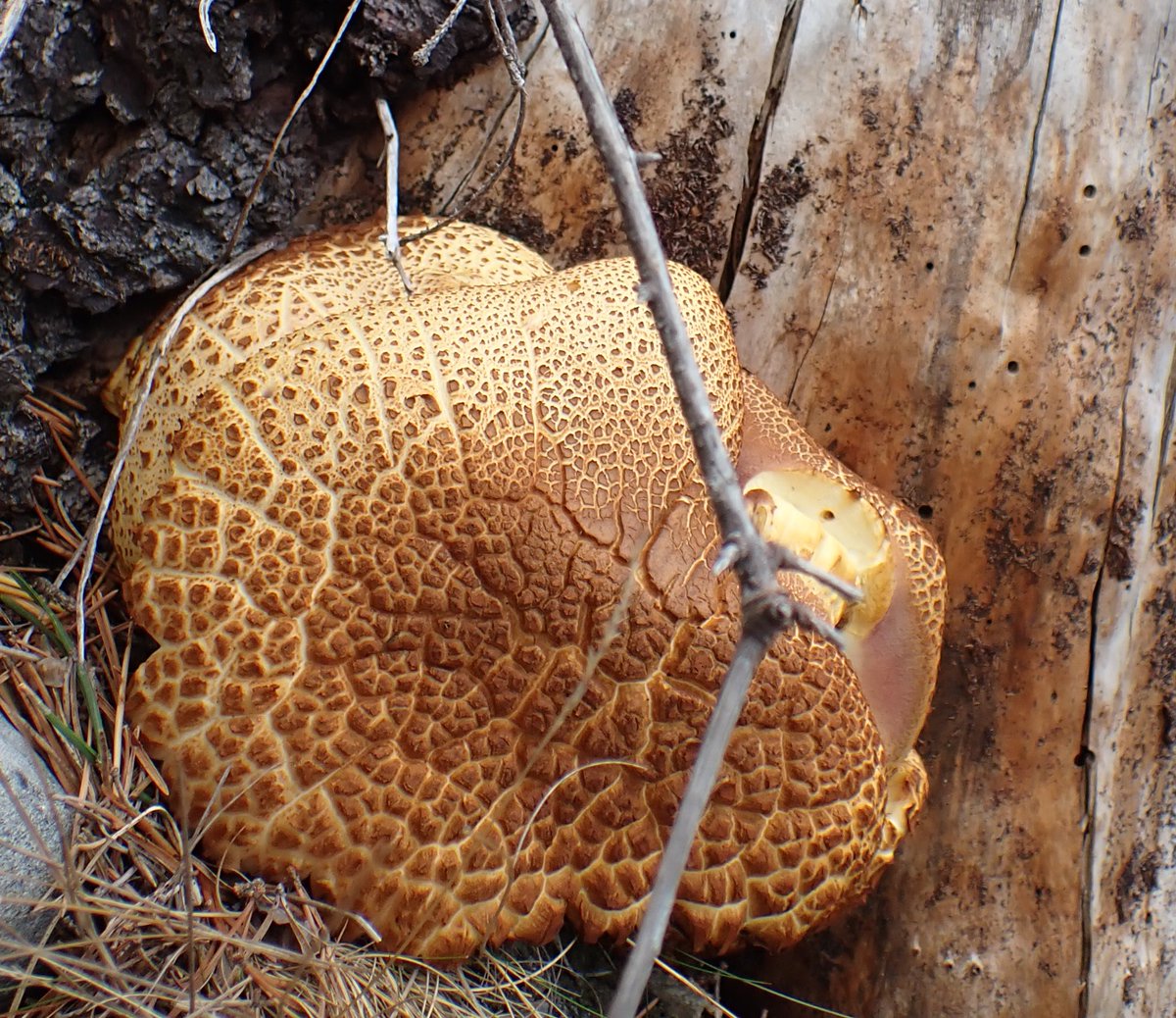bscgscotland's tweet image. #fungi  #photos
Can anybody offer a name for this fungus please? (noticed on #deadwood  apparently of a Spruce (#Picea sitchensis) stump. ( In a sunny spot in  Strathspey a few days ago #CairngorrmsFungus