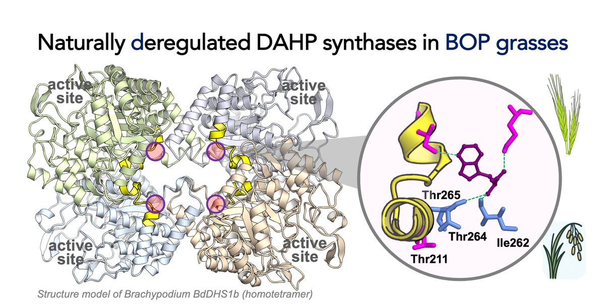 Hiroshi A. Maeda tweet media