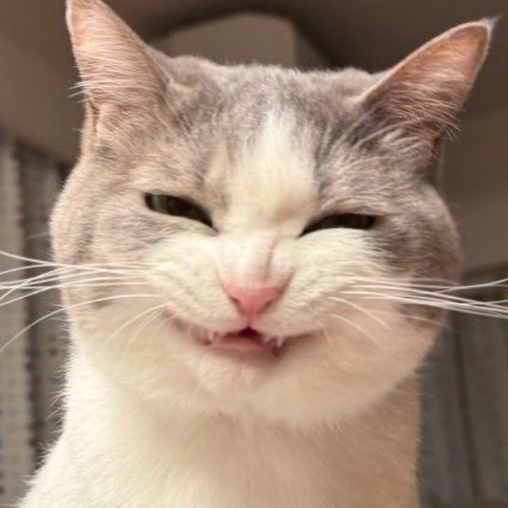 고양이 삐롱이 tweet media