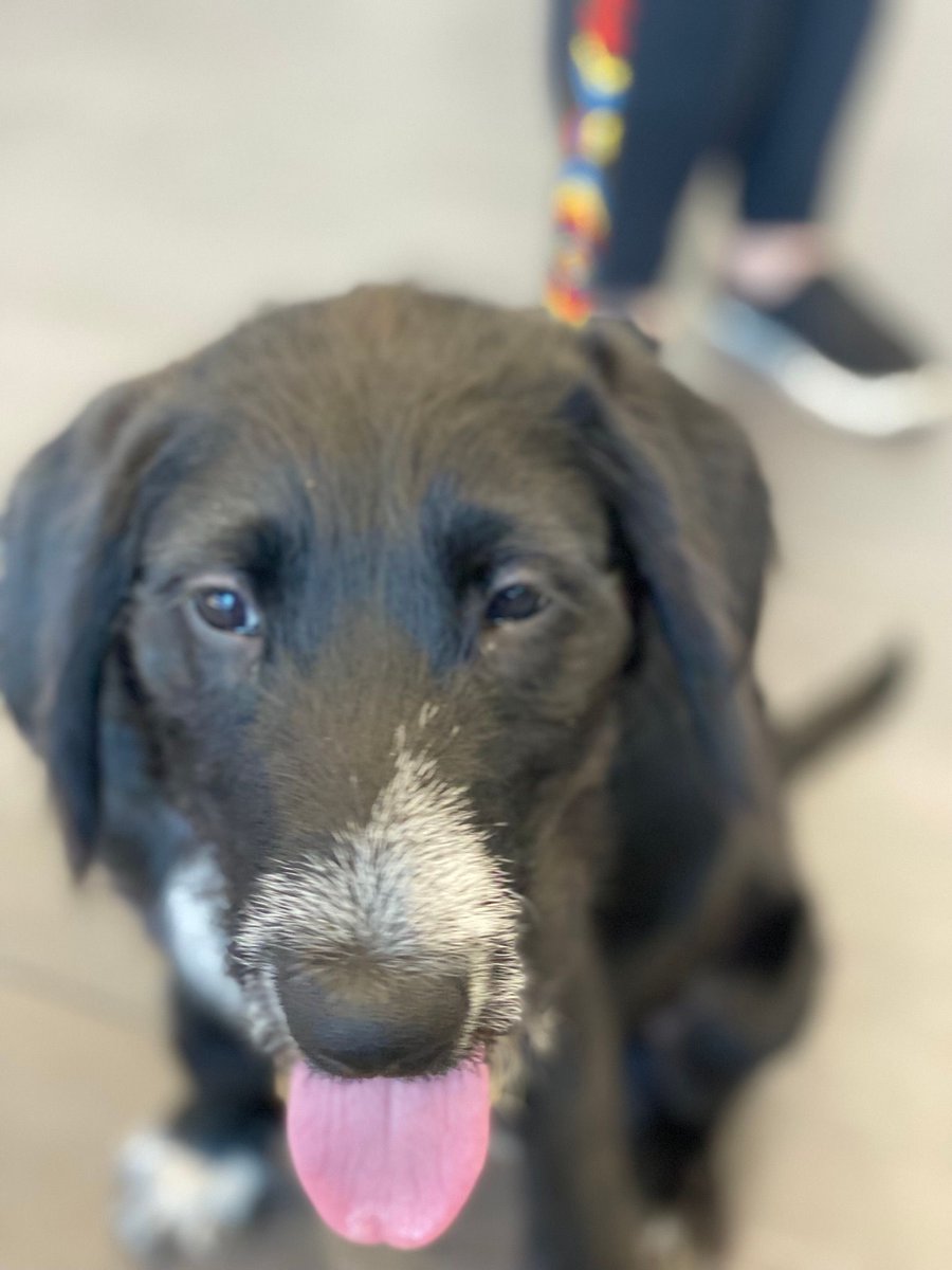 Mid-Hudson Subaru tweet media