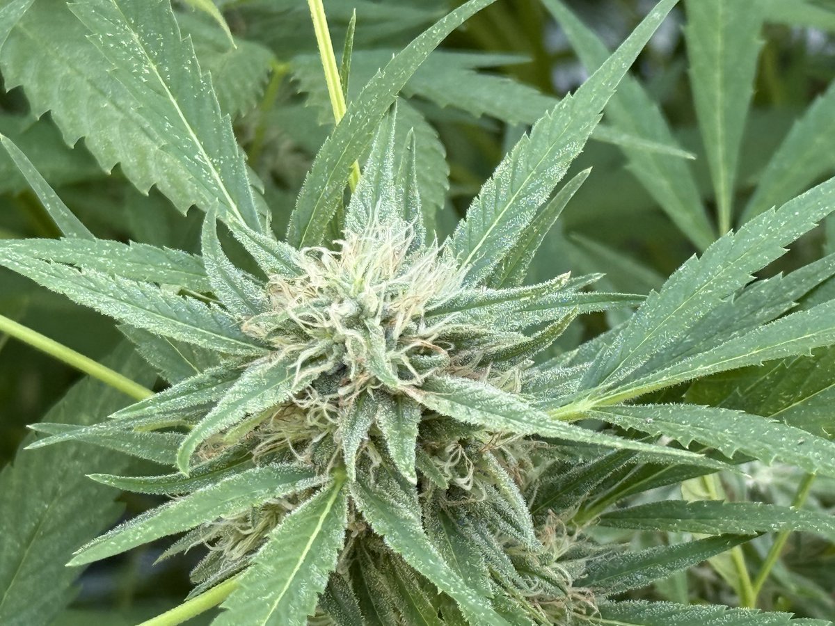 JudithRenaud's tweet image. #EFSDP Legalize. Decades of hidden information implies stalled/stifled  science research. It is time to reveal the utility=truth and acknowledge and support the  evidence.