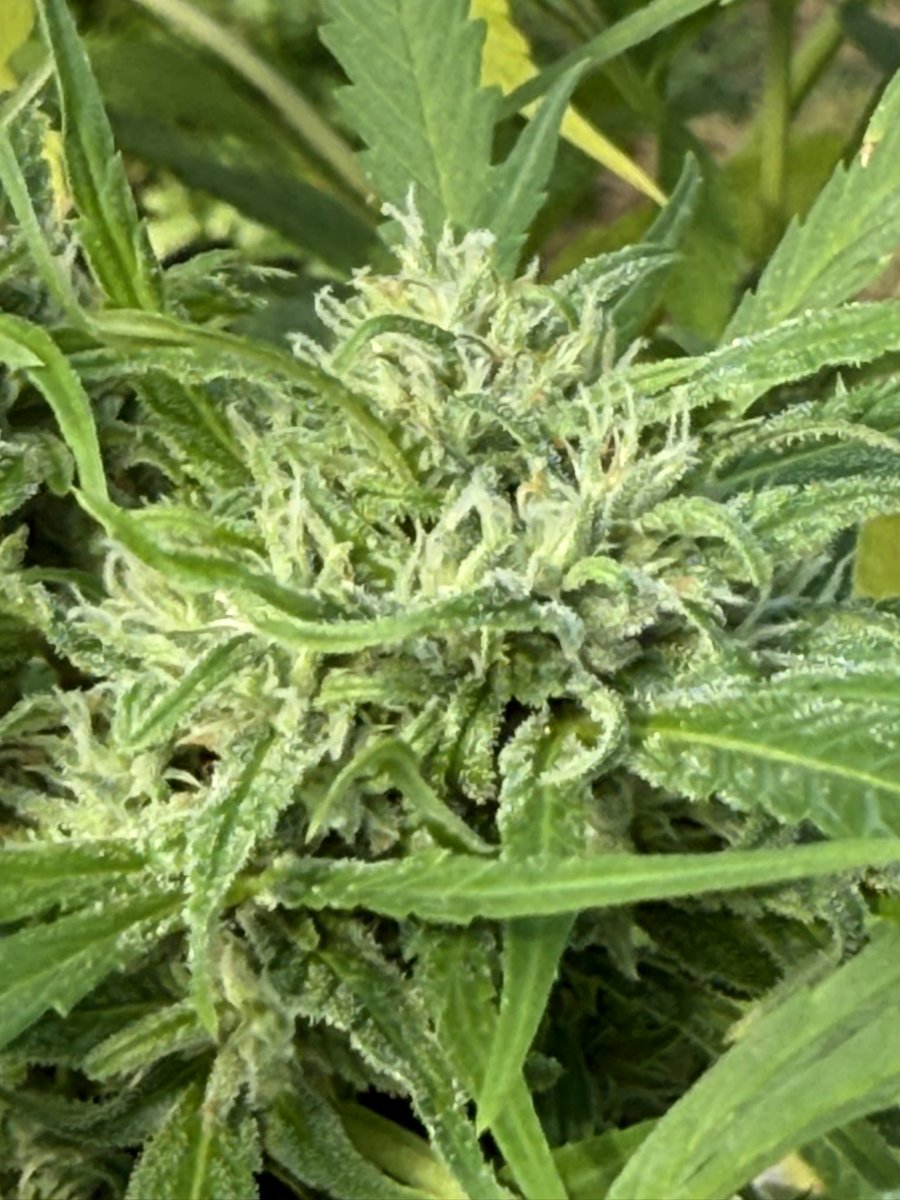 JudithRenaud's tweet image. #EFSDP Legalize. Decades of hidden information implies stalled/stifled  science research. It is time to reveal the utility=truth and acknowledge and support the  evidence.