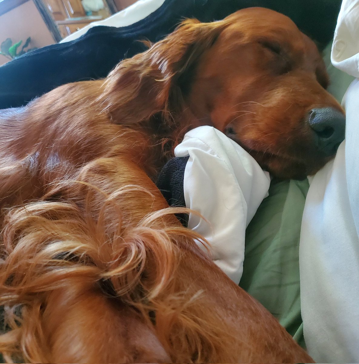 SydneyLWatson's tweet image. It&apos;s genuinely so easy to not treat your dog like shit, @hasanthehun 

Try it some time.
