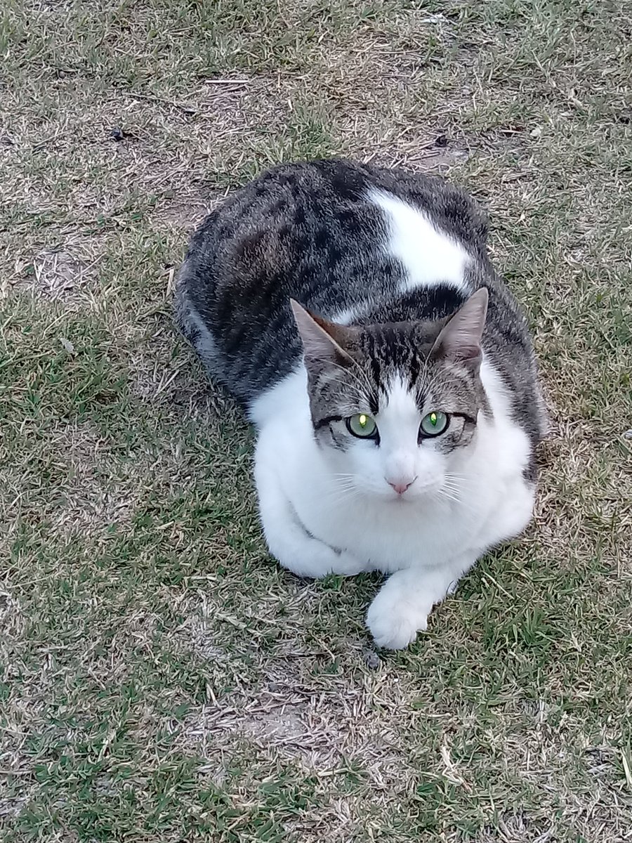 TrigoAlan's tweet photo. Buen viaje hermano, gracias por el tiempo compartido 🥺💔.
#Figgo🐱 https://t.co/jDd1G6AZQO