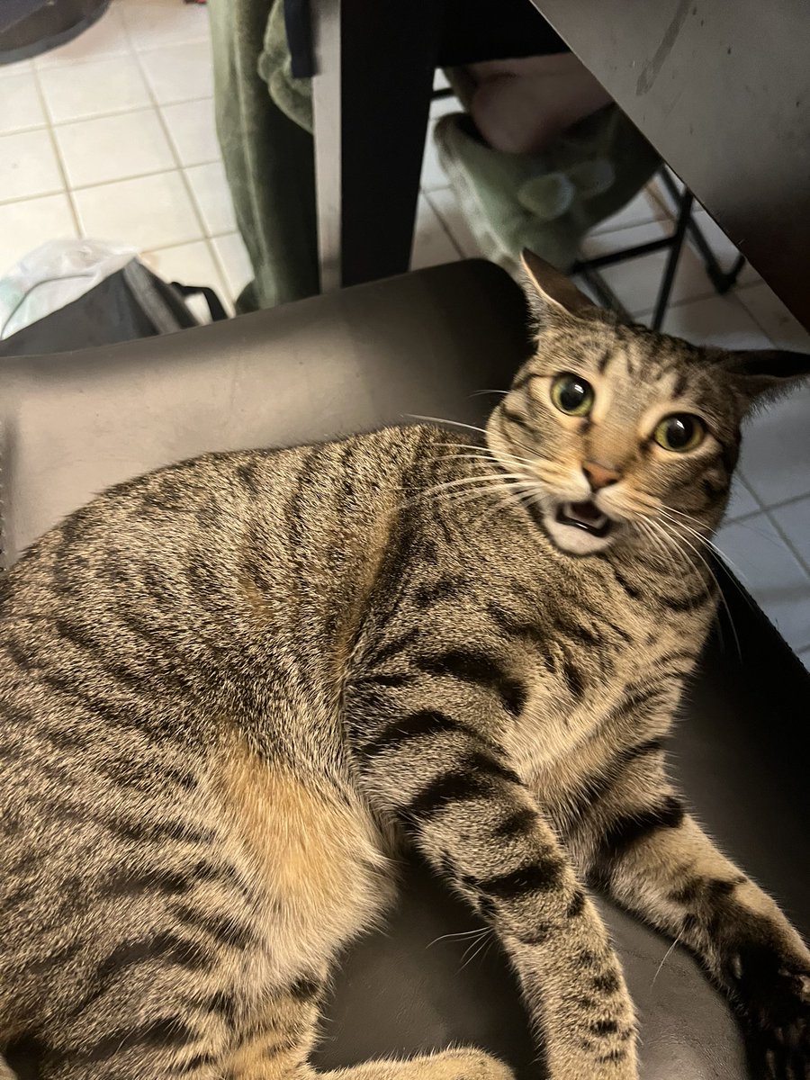DerekKnight98's tweet photo. @Tectone Okay, but look at these sweet girls ❤️ (2nd pic she was mad at me when I stopped petting her😂) (no need to send anything, I just love showing these babies) https://t.co/TKNe6XF3Pm
