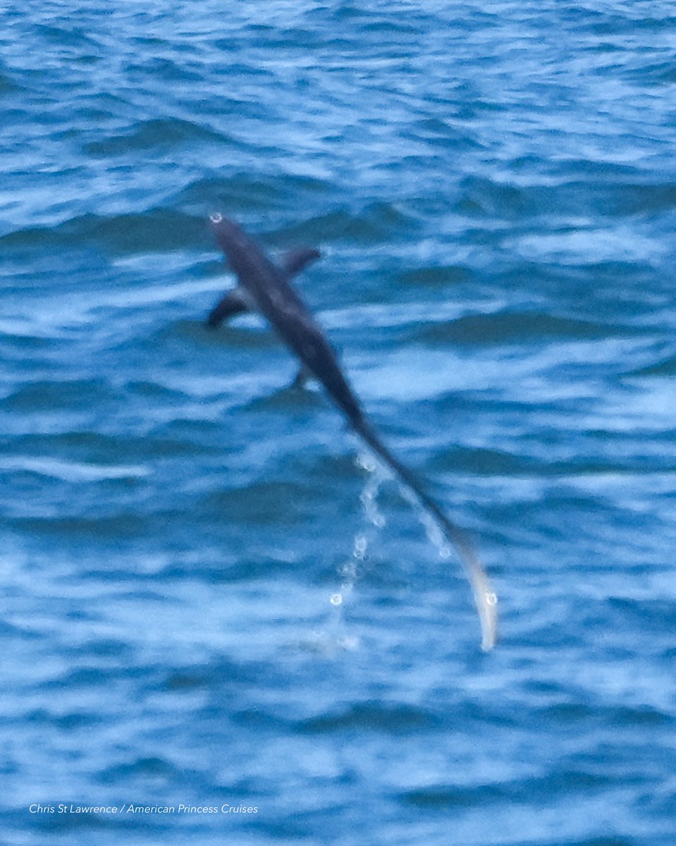 ᴄʜʀɪs 🐳 tweet media