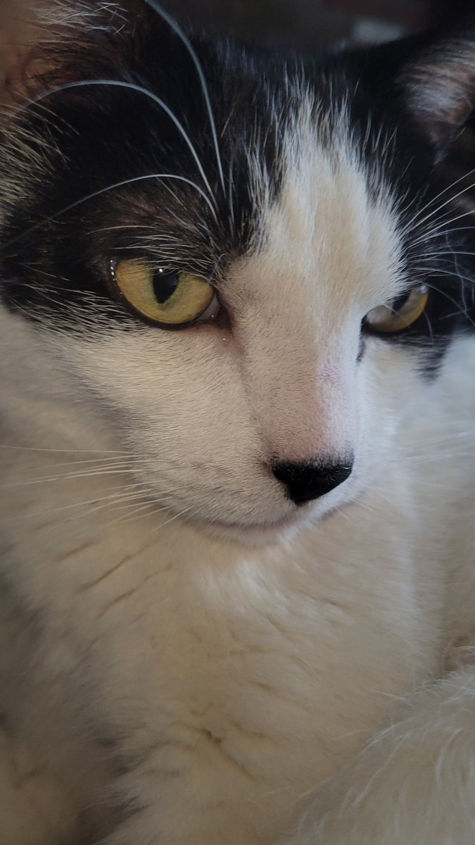 David69362669's tweet image. Thank you BASE
Guapo the Cat
0x6279f9f0127920c40cBbC9E487C0a394056407B1