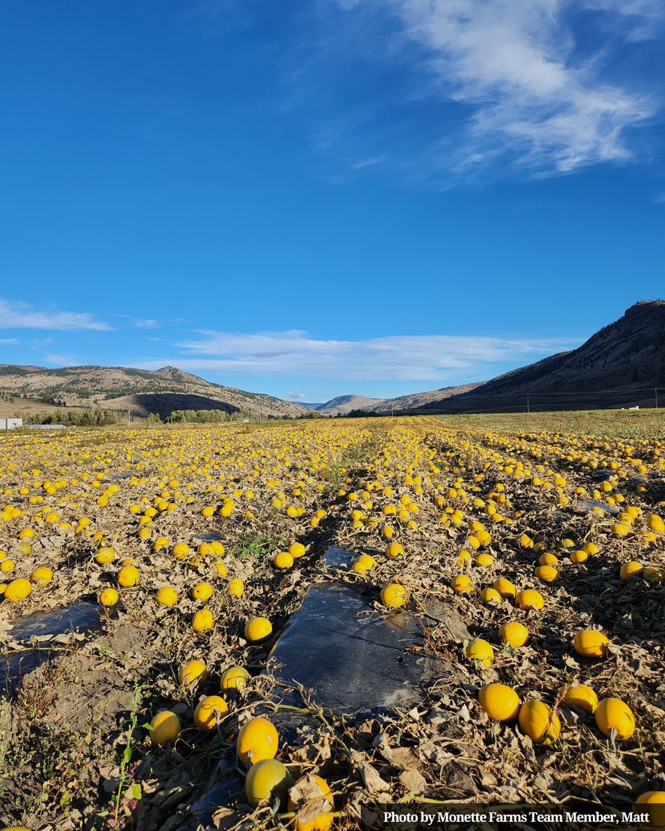 Monette Produce was pleased to be able to donate some fresh squash to our Bonaparte neighbours to help build their community's food security just in time for Thanksgiving. 

We’re always grateful for days like these!
