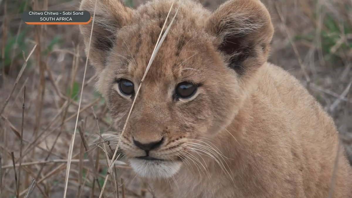 myrtleSC1's tweet image. Four new little faces of the Nkuhuma pride   #wildearth
