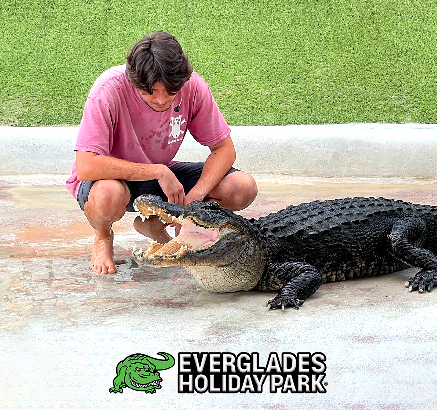 Caption this moment! Alex from our Gator Boys Alligator Rescue Team sitting behind this big smiling gator. What do you think Alex and the gator are thinking right now? Drop your best caption below 😀 🐊 

#evergladesholidaypark #gatorboys #gatorboysalex #gatorrescue