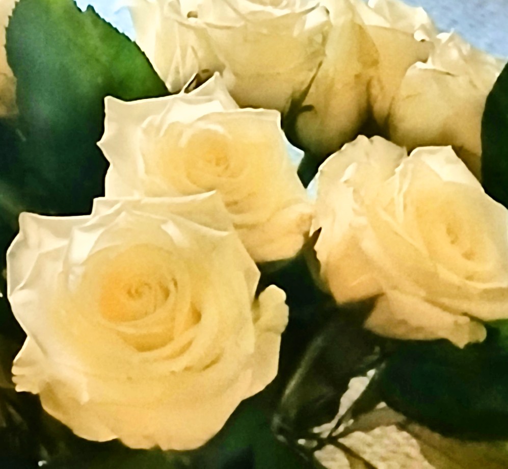 Oh beautiful light,and roses white do not be elusive,shine forever bright,illuminate the darkest of the night,bring your soothing healing grace, forget us not in this humble place🤍