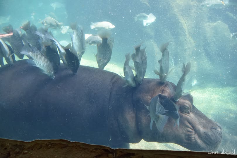 CincinnatiZoo's tweet photo. The hippo spa! The tilapia that share the pool with our hippos serve multiple purposes. They help to keep the water clean by eating the hippo dung &amp; they eat dead skin off of the hippos to keep them clean &amp; free of micro-organisms. This is referred to as a symbiotic relationship. https://t.co/hPJYqoz0Ro