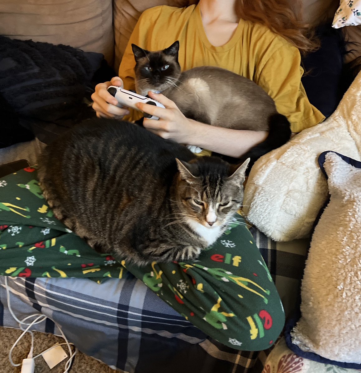 walkupkitties's tweet image. happy poopy thursday!! say hi to poop!! (and yom)
they’re cuddled up with their papa this chilly thursday morning. bundle up, snuggle up, and do something you love today! poop loves YOU!