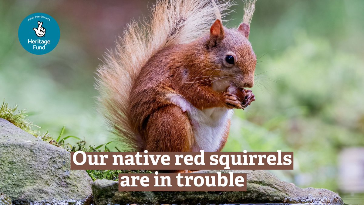 WildlifeTrusts's tweet image. Our native red squirrels are facing multiple threats including:
🌳 Habitat loss
🥜 Competition for food from non-native grey squirrels
☠️ Squirrel pox
So #DontBeShy, find out how you can help: lancswt.org.uk/red-squirrel-r…
@HeritageFundUK
#NationalLotteryHeritageFund #RSAW2025