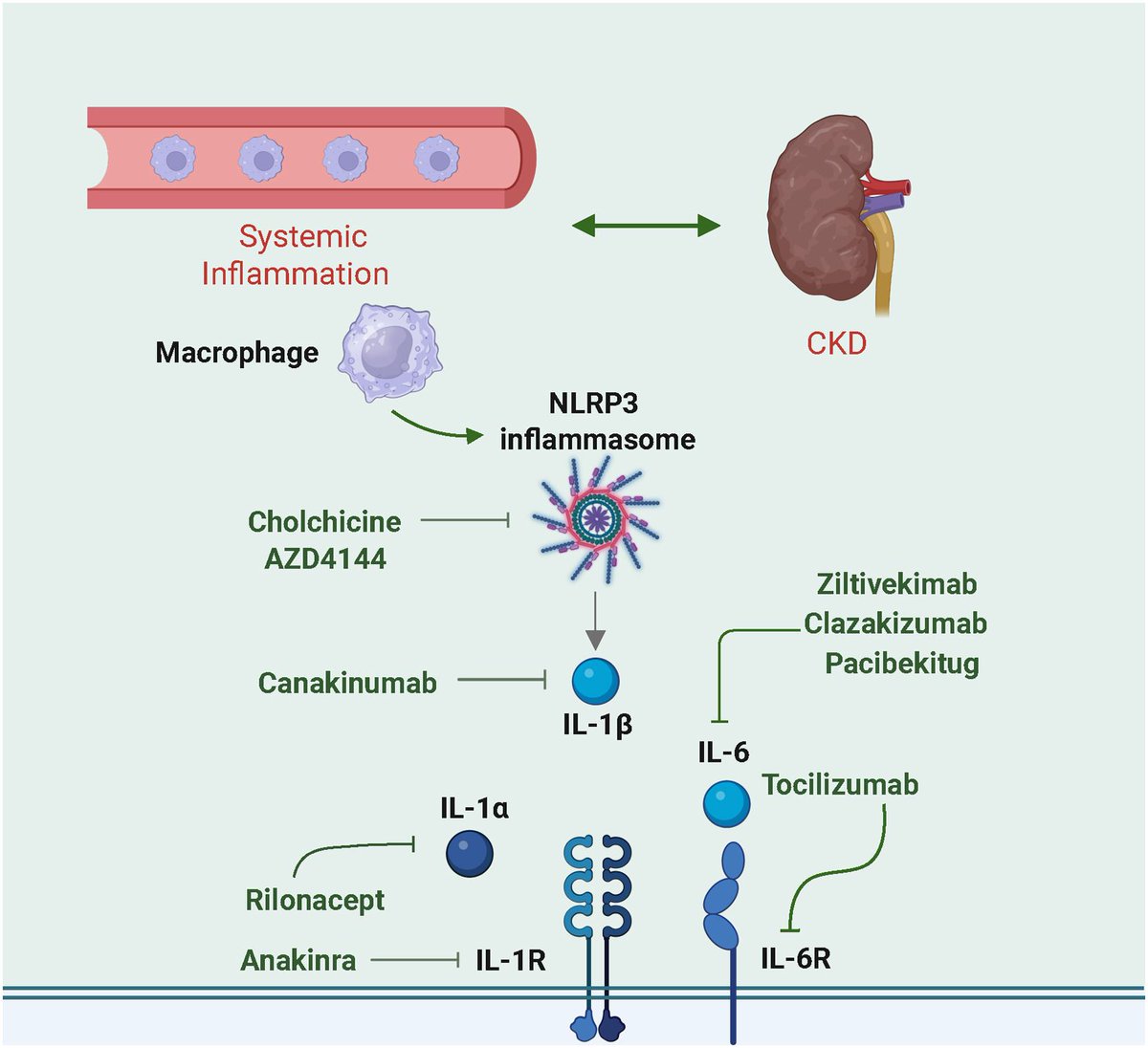 Mini Review by <a href="/KristenlNowak/">Kristen Nowak</a> and <a href="/michelchonchol/">Michel Chonchol</a>:

Targeting Inflammation in CKD

bit.ly/46TMzsY (FREE)