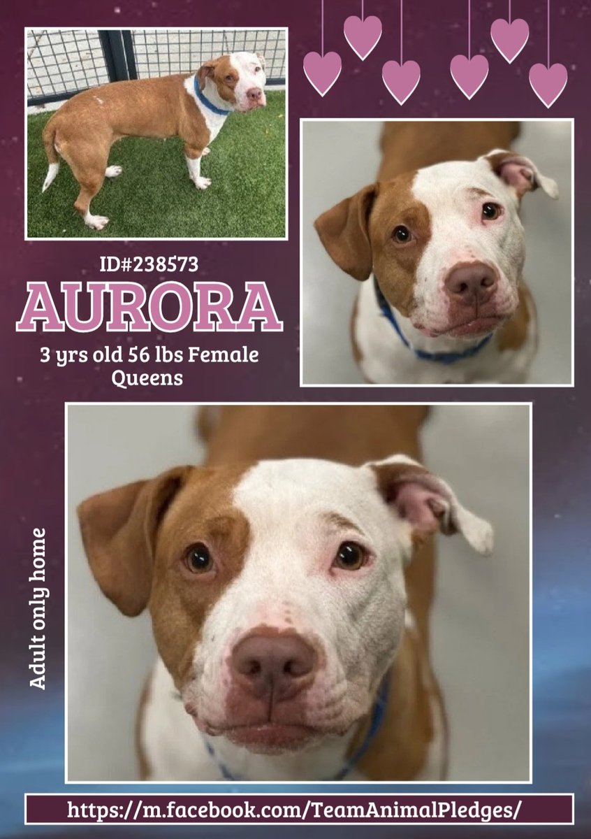 CharBolen's tweet image. AURORA 🩷 #238573   3yr old Girl 🩷 NYCACC 
Very beautiful young lady new to Queens ACC.
I&apos;m sure she&apos;s wondering where her family is and 
why she&apos;s in this scary place!! She needs a true 
best friend to give her a loving forever home!!
#Adopt 🩷 #Foster
#Pledge4Rescue 
HOME 🩷🏡
