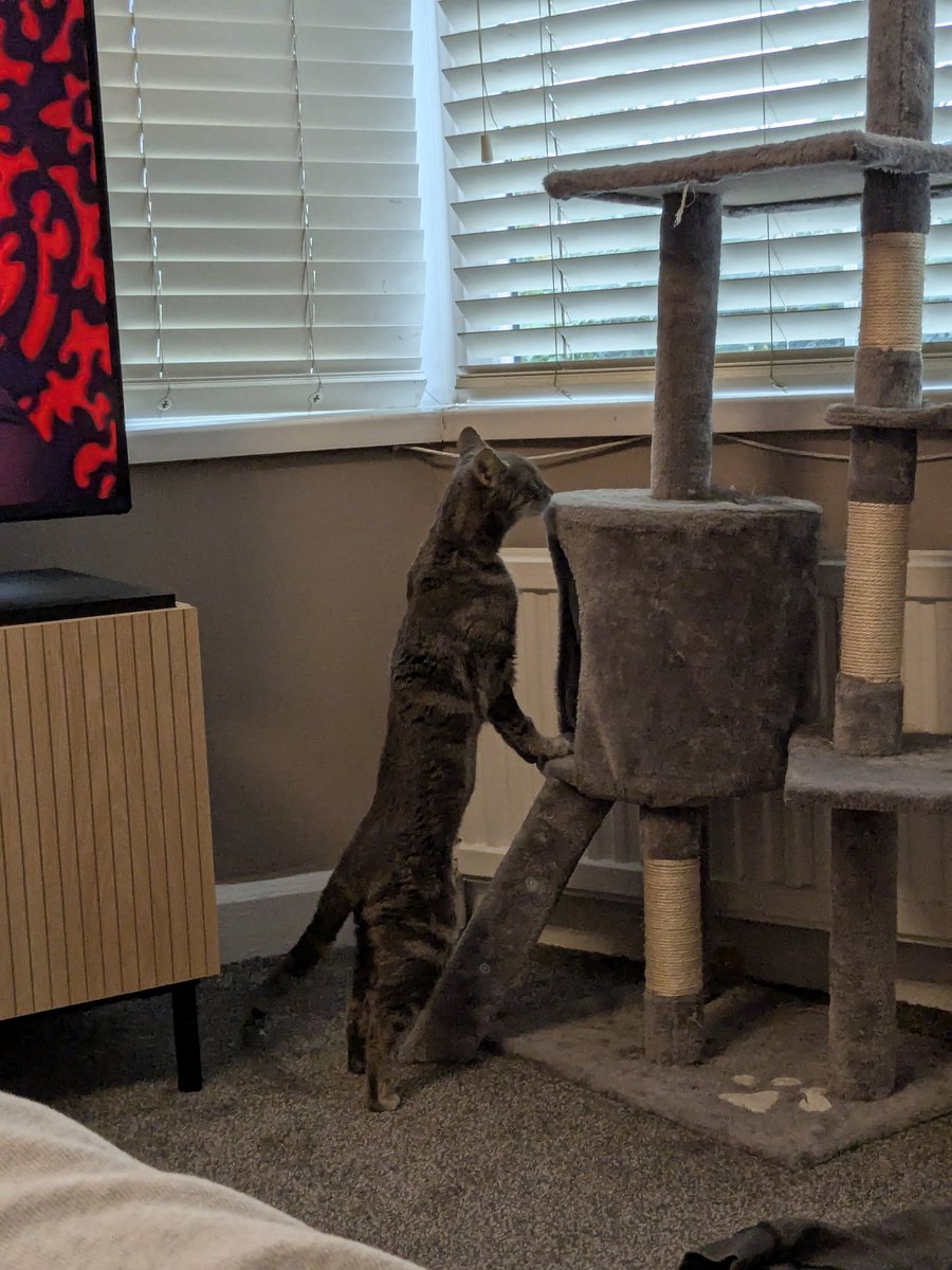 So we got a new cat 

Say hello to custard