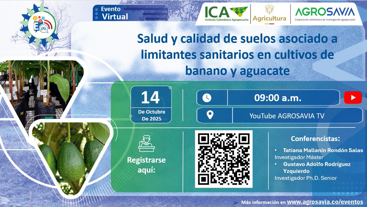¡Conéctate el 14 de octubre a AGROSAVIA TV! 📺
A las 9:00 a. m. hablaremos de “Salud y calidad de suelos asociado a limitantes sanitarios en cultivos de banano y aguacate”.
Aprende claves prácticas para mejorar el suelo, prevenir problemas sanitarios y potenciar la productividad.