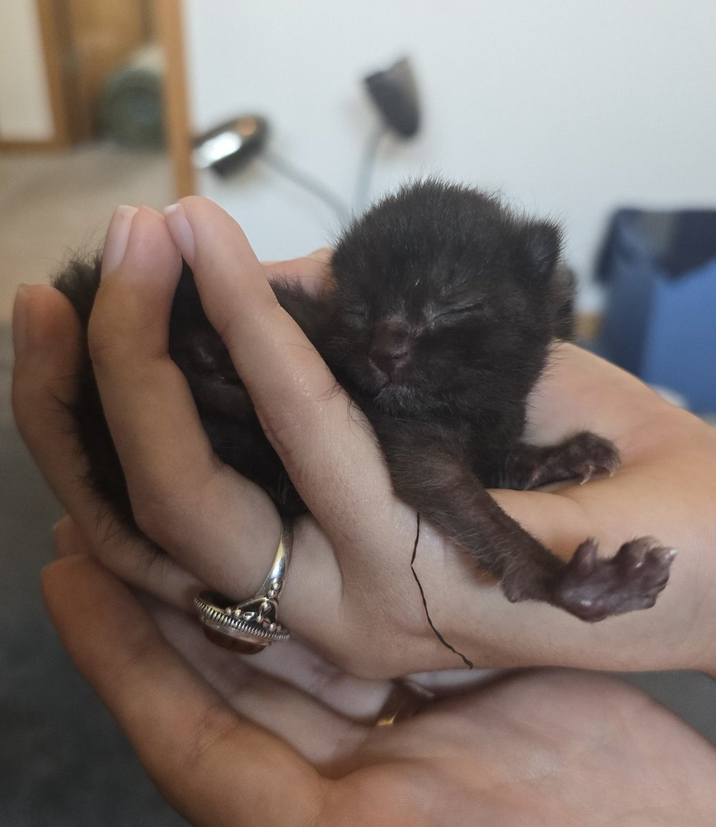 Hi there!! I've been busy raising this little fella the last 9 weeks. We found him alone and cold on a sidewalk and now hes growing up warm and safe! ♡ Meet Gula! (Means "gluttony" in Latin)
