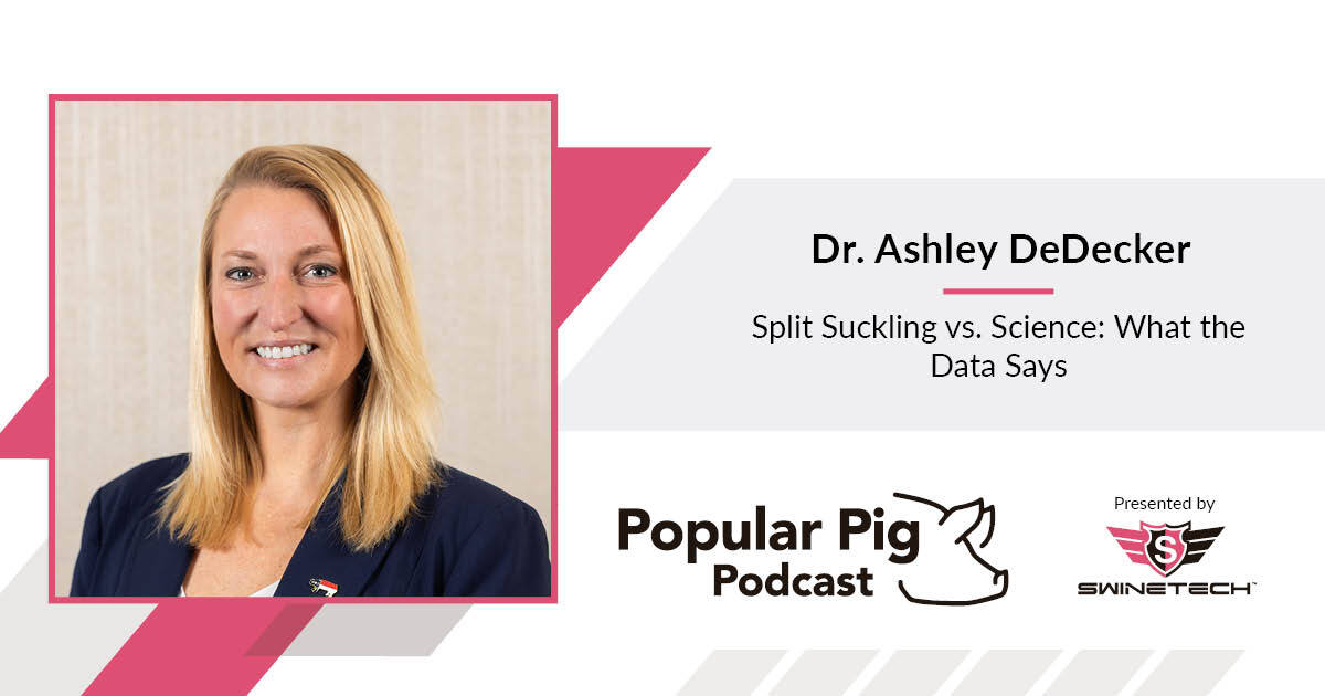SwineTechInc's tweet image. Split suckling: logical or useful? Dr. Ashley DeDecker walks through the data and where Day 1 labor really pays off. #PigCare #SwineTech
🎧 hubs.ly/Q03MYh2H0

👉 Subscribe for more episodes: hubs.ly/Q03MYcyB0