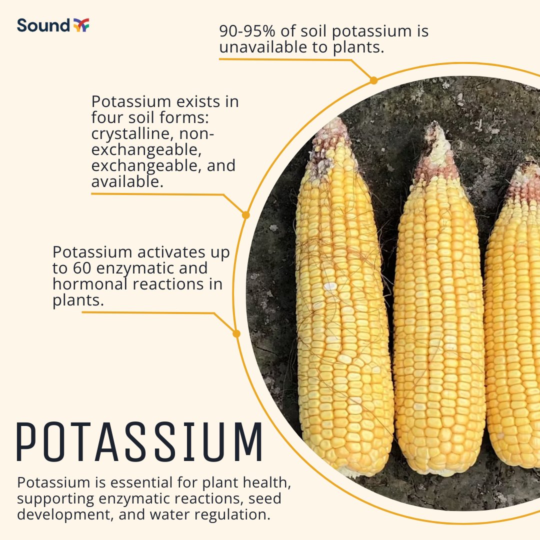 Potassium plays a crucial role in plant growth, yet a majority of the potassium in the soil is unavailable to plants. Discover how to unlock this crucial nutrient to ensure your crops get the nutrients they need ➡️ bit.ly/3IDvDPj

#PlantNutrition #SustainableFarming