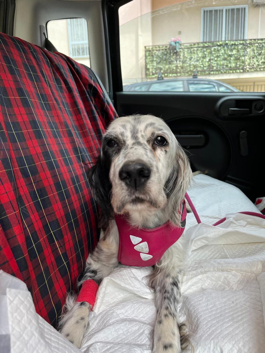 ELLY ha metastasi al cervello, i volontari vorrebbero regalarle una famiglia per quel poco che le rimane da vivere. Assume una terapia non impegnativa, adottabile da persone consapevoli. Si trova in Campania.
☎️3384425996 whatsapp 
#viral 
#amici25