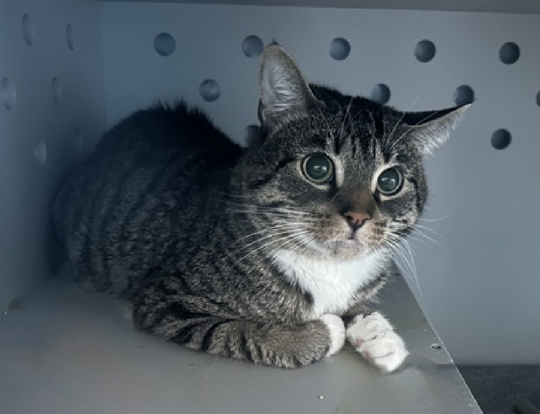 JLthekid9999's tweet photo. ๐๐ PEPPER (ID 235953), 2 YO, MALEโ IN QUEENS ACC - came into the shelter as an aco - owner surrender on 9/5/2025, with the surrender reason stated as animal behavior - aggressive towards people. ๐๐ ๐ฟ ๐ฟ ๐ฟ ๐ฟ
โก๏ธTBD 10/11/25
โก๏ธ TOO LOW ON PLEDGES TO STIMULATE RESCUE INTEREST
โก๏ธ๐๐ 4TH Chance on Emergency Placement List โ BEYOND URGENT - NO ROOM IN SHELTER โ WILL NOT BE GIVEN MUCH MORE TIME โ VERY HIGH EU/SILENT KILL RISK โ ๐๐ ๐ฑ๐ฅ๐ฅ๐ฑ
โก๏ธ 32 DAYS IN SHELTER โ TOO LONG โ TIME IS RUNNING OUT
โก๏ธ PEPPER IS ON THE EPL FOR BEHAVIORAL REASONS - He is not thriving in the care center and continues to display distance-increasing behavior when approached for interactions. His owner describes him as an active and playful cat that likes to spend most of his time in the living room. He has not warmed up in the care center despite staff using treats to build a positive association. This designation often means that the cat will be given very little time for rescue/foster/adoption. ๐ฅ๐ฅ๐ฅ๐ฅ
A volunteer writes: Like many of us, Pepper has big feelings and also like many of us, he doesn't always know what to do with them. In Pepper's previous home, he tried to make little projects for himself, which likely struck him as very good ideas. Still, Pepper enjoys being affectionate, playful, and active with a ready supply of snacks. Adjusting to shelter life hasn't come to Pepper so easily and though he's always happy to partake in a treat or two, we've yet to see the dynamic little kitty inside. Pepper could use a helping hand and a patient family who wants to give him a chance. โค๏ธ ๐ปโค๏ธ ๐ปโค๏ธ ๐ป
NEEDS OUT OF SHELTER ASAP โ
Please RT or pledge, if you can, to save this little one.
@AdamsPaulGrimke
๐๐ฟ๐Thank you