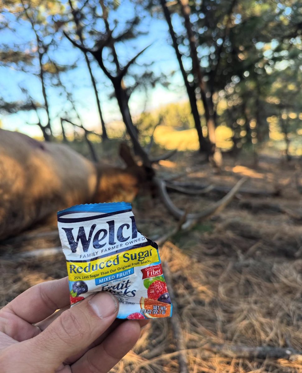 rice_chase_ACM's tweet image. I tagged out in Montana. I was drawn back on this bull at 20 yards facing right at me and he bedded down. I stared at his antlers (for over an hour that close to him, waiting for him to stand up. finally it did, I drew back as quick as l ever have and got it done.
