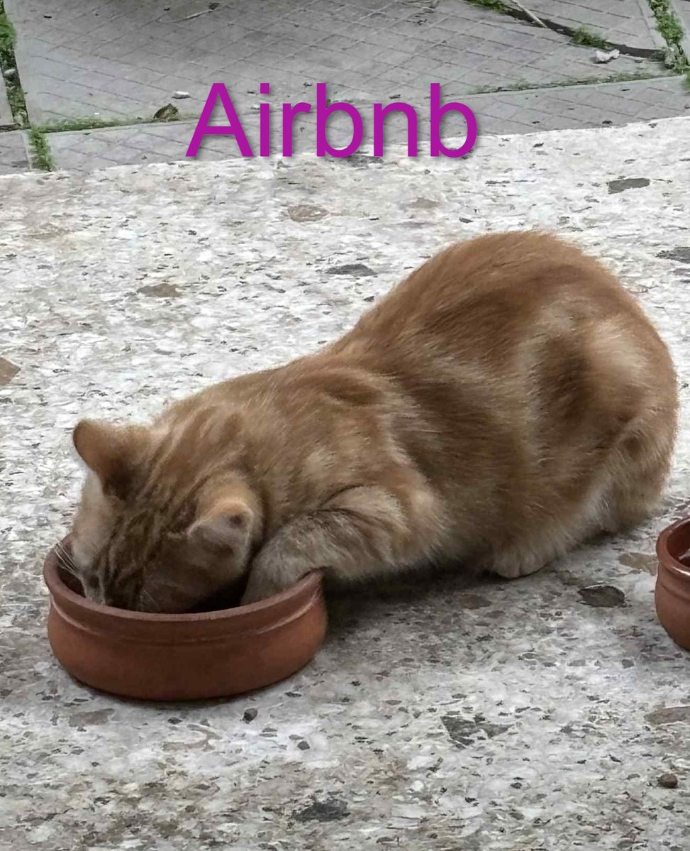 😆😆😼#cats #airbnb