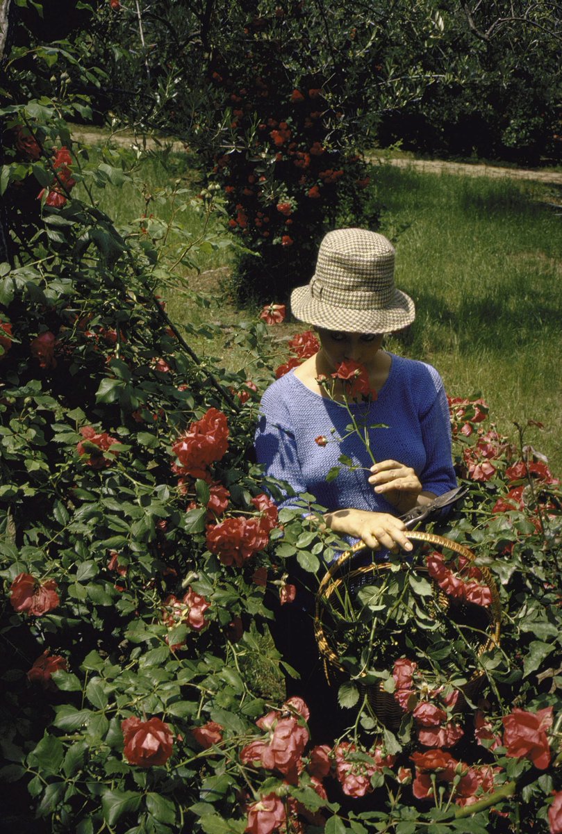 sophia loren photographed in the garden of her roman villa by alfred eisenstaedt, 1964.